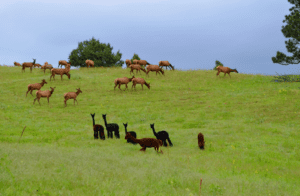alpaca on a grassy hill