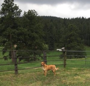 clearing on ranch property with a dog