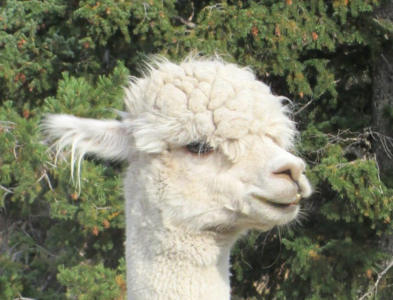 alpaca headshot photo