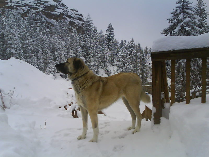 dog standing in snow
