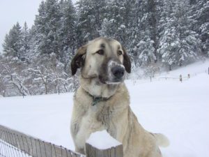 dog in snow looking at camera