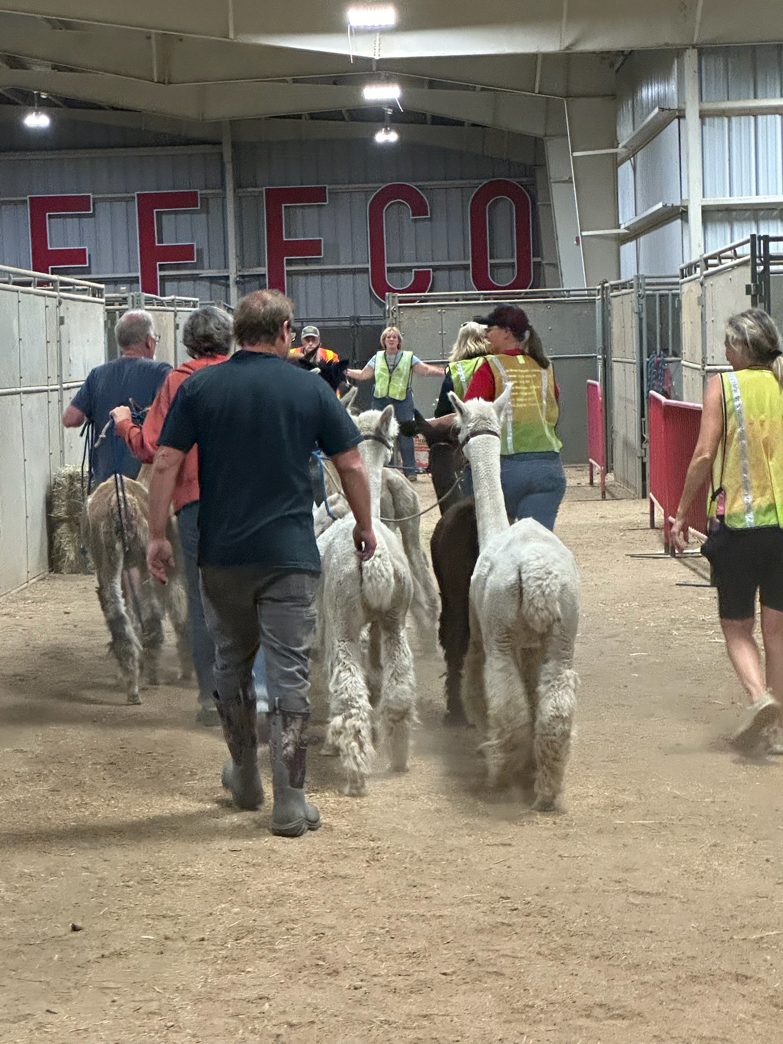 Go? Wait? Evacuate? And Life with Mannerless Alpacas