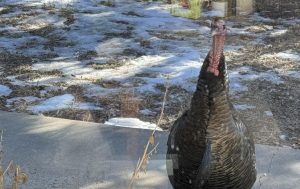 Wild Turkey Hen looking in the window on North Turkey Creek