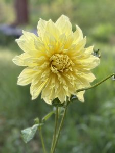 A close-up of a bright yellow dahlia.