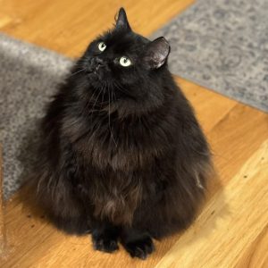 Merlin the Triangular cat!