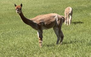 A sheared llama stands in a grassy green field.