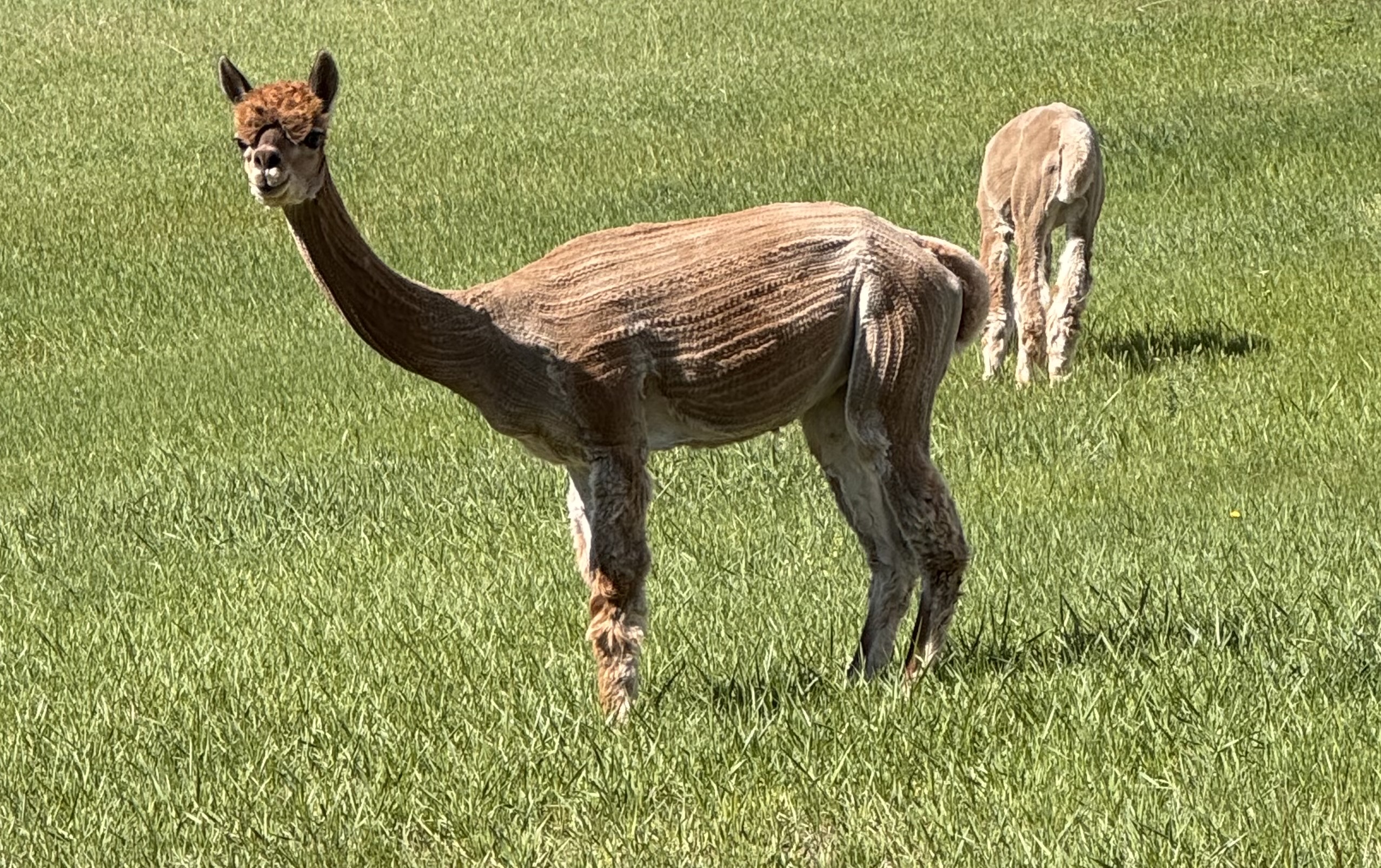 Shearing Day, or Why I Don’t Join a Gym