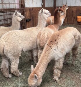 A herd of llamas congregate in a stable pen.